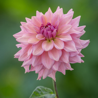 Dahlia 'La Belle Epoque'