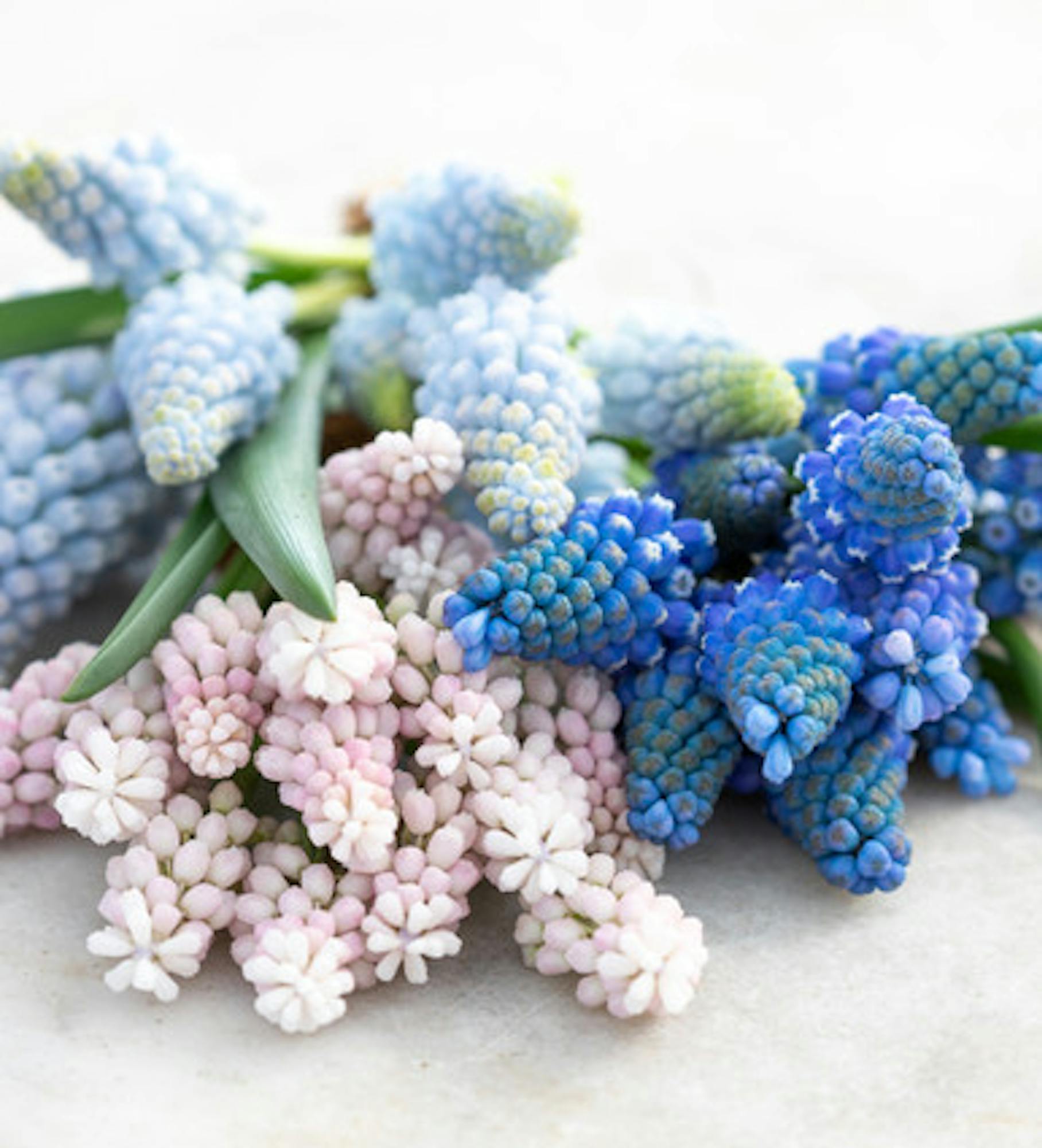 Muscari Collection