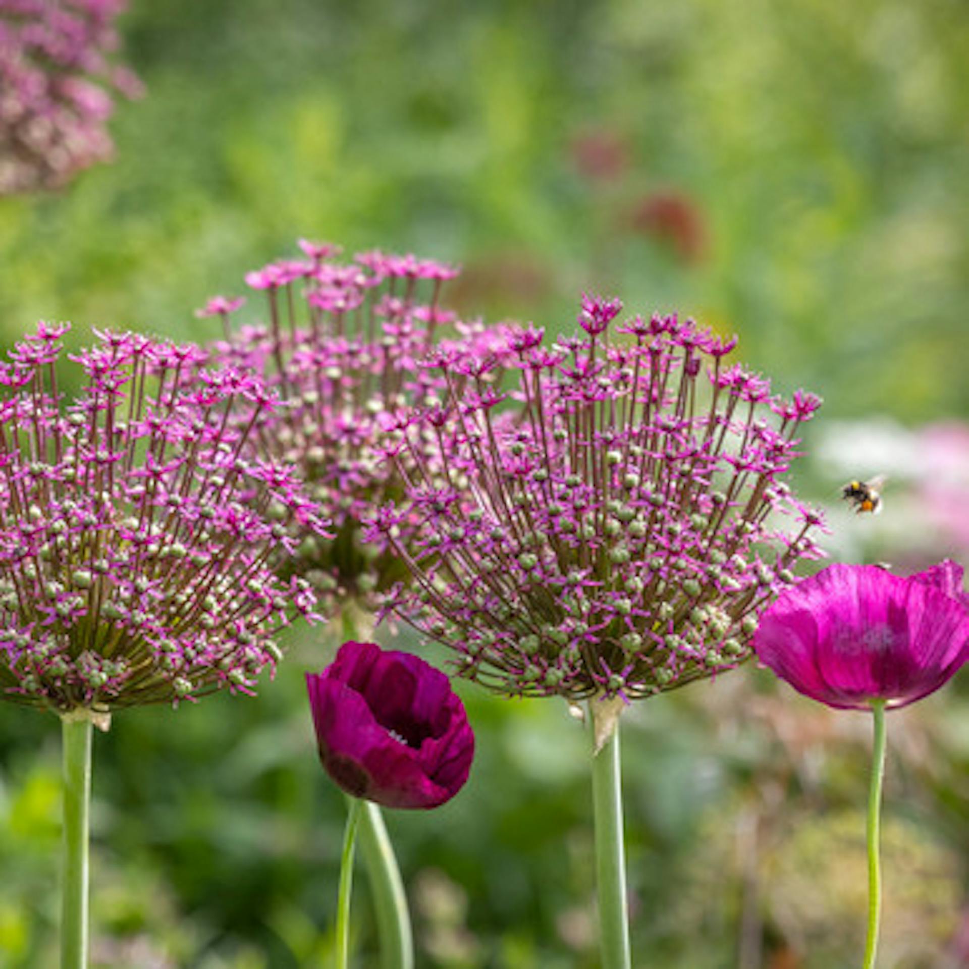 Allium schubertii 'Magic'