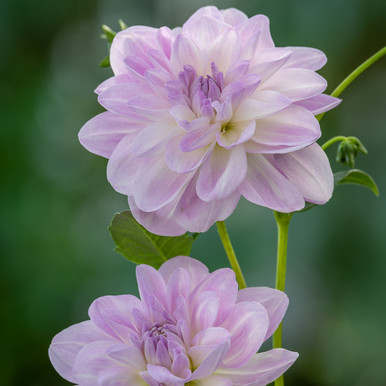 Dahlia 'Porcelain'