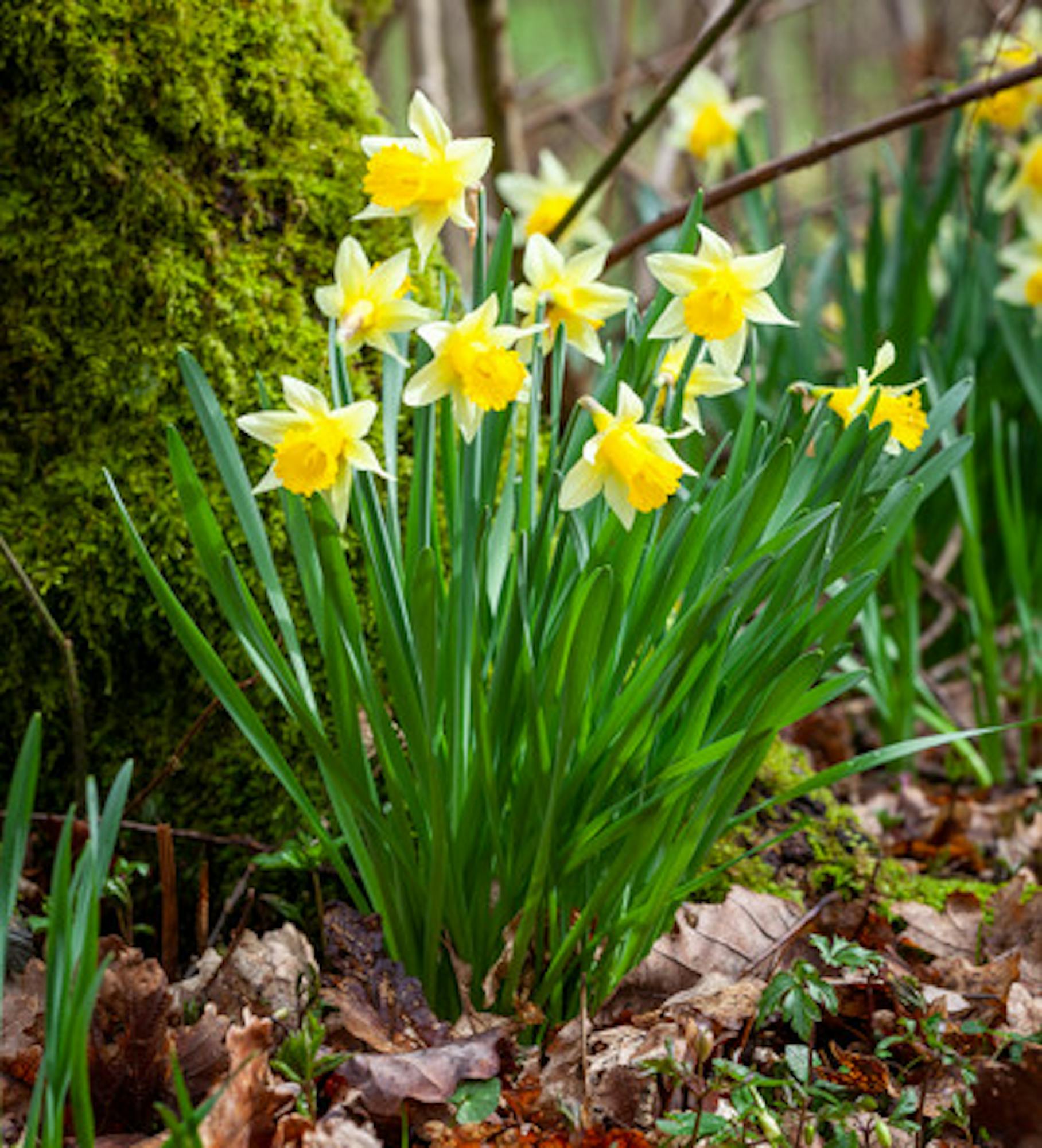 Narcissus pseudonarcissus 'Lobularis' (Lent Lily Daffodil)