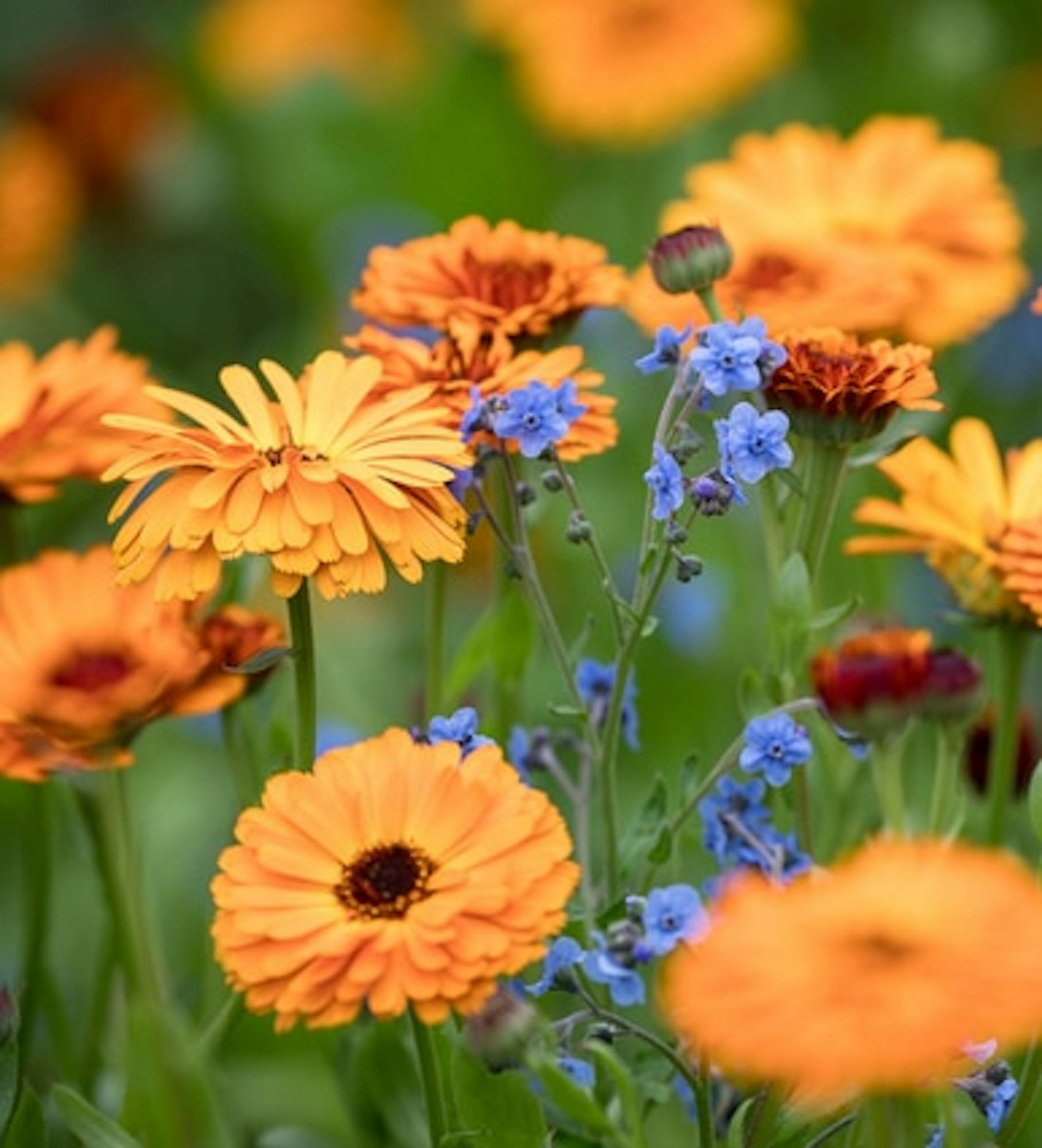 Calendula officinalis 'Indian Prince'