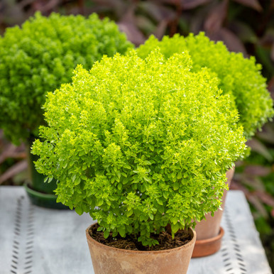 Bush Basil (Ocimum minimum 'Green Sensation')