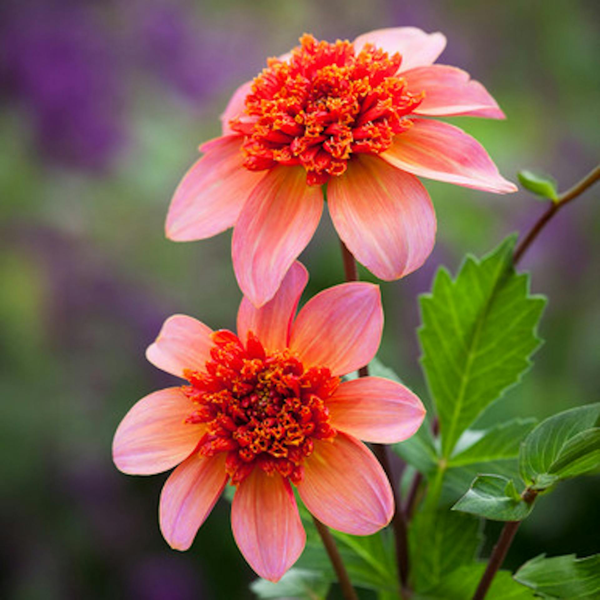 Dahlia 'Totally Tangerine'