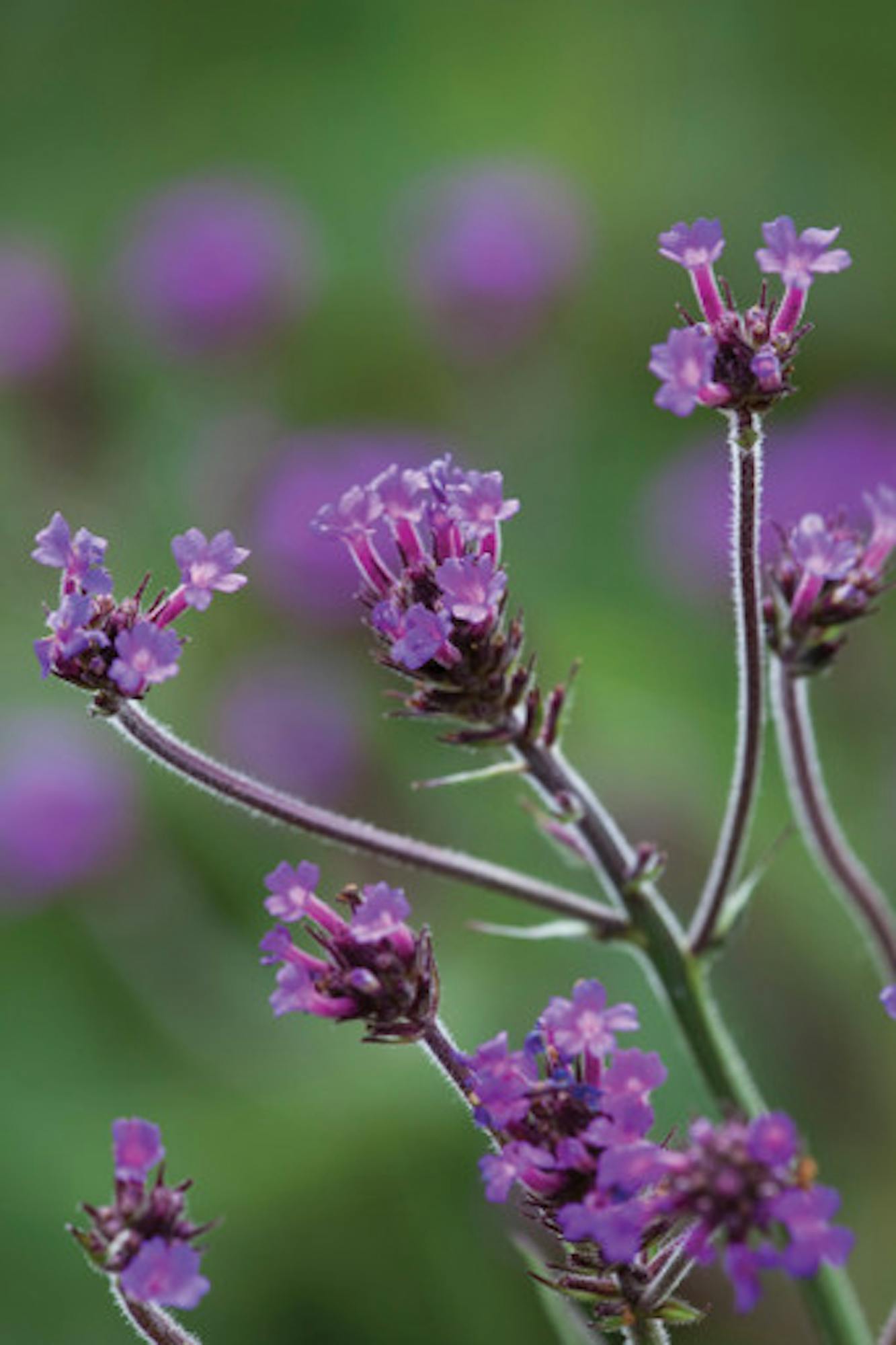 Verbena rigida