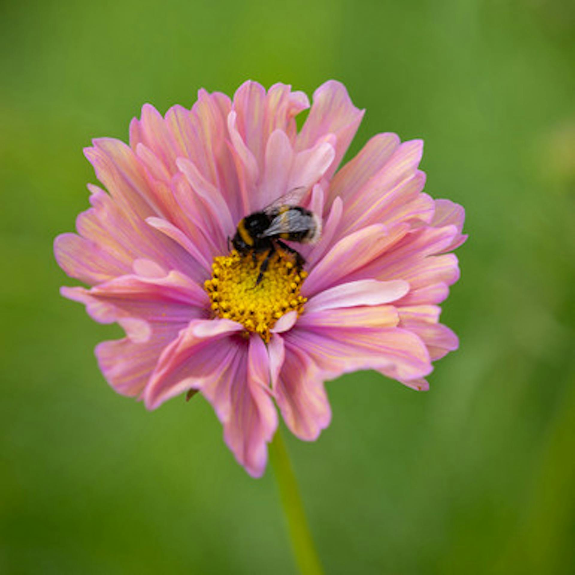 Cosmos bipinnatus 'Apricotta'