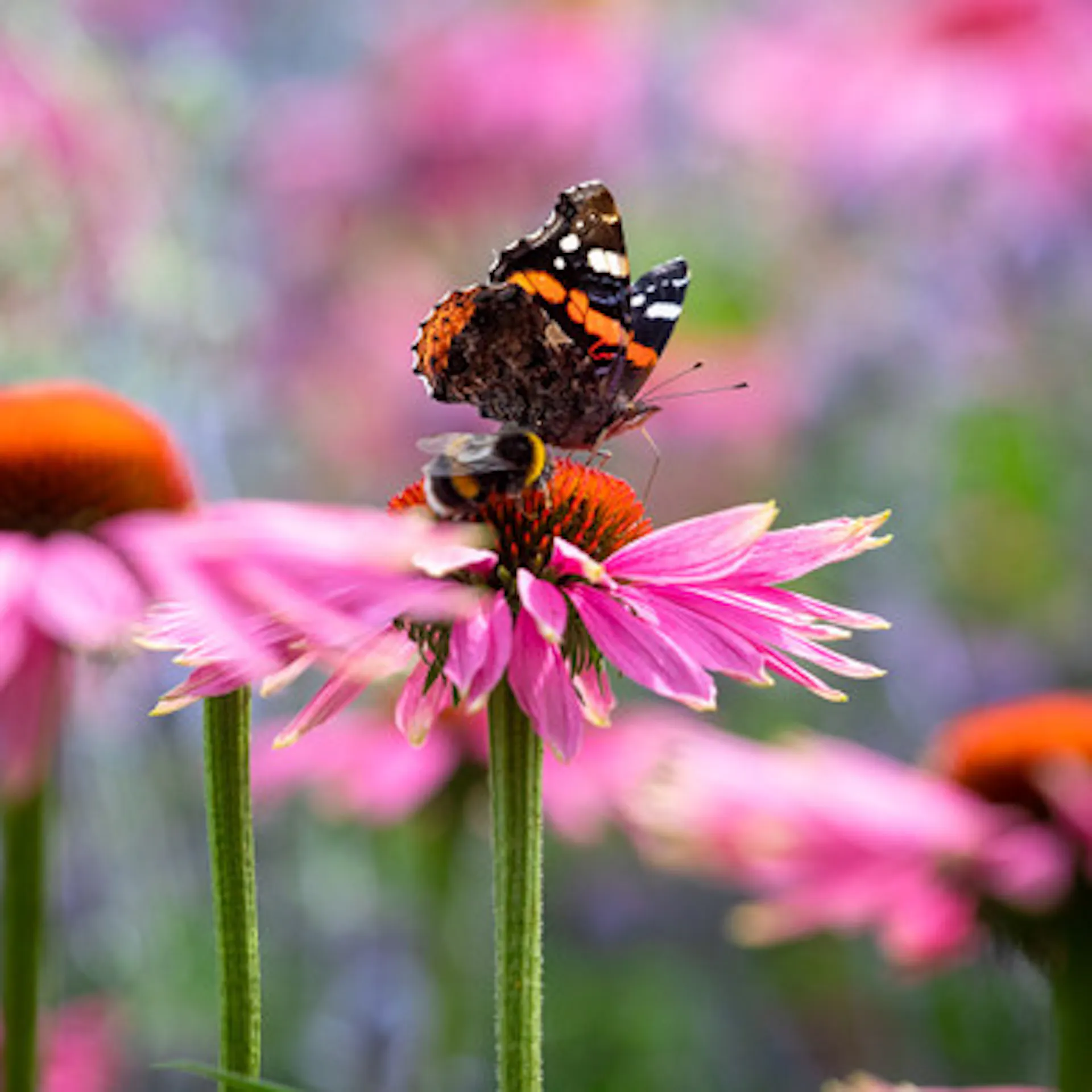 Echinacea purpurea 'Magnus Superior'