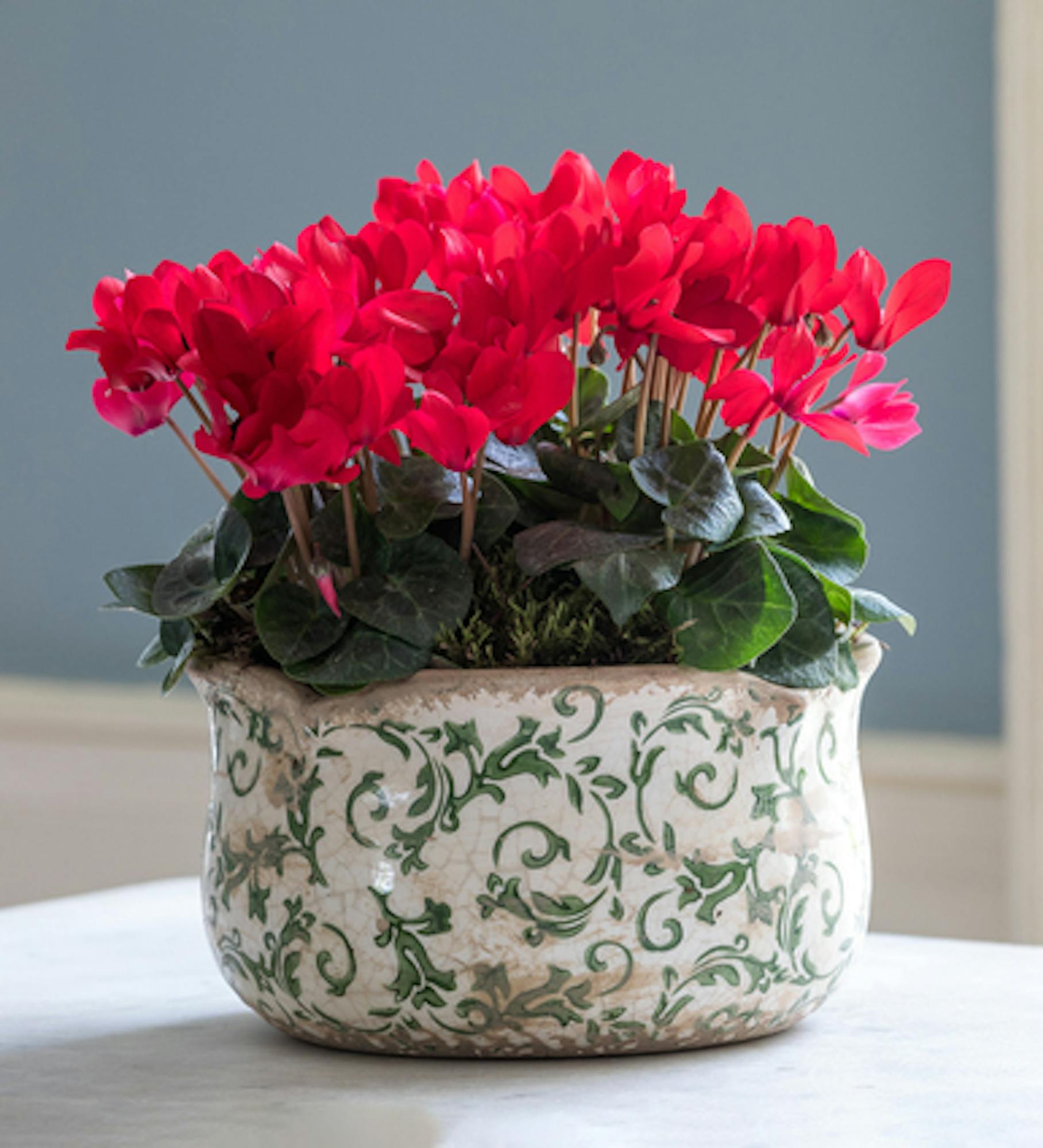 Potted Cyclamen in Wavy Edged Green Ceramic Bowl
