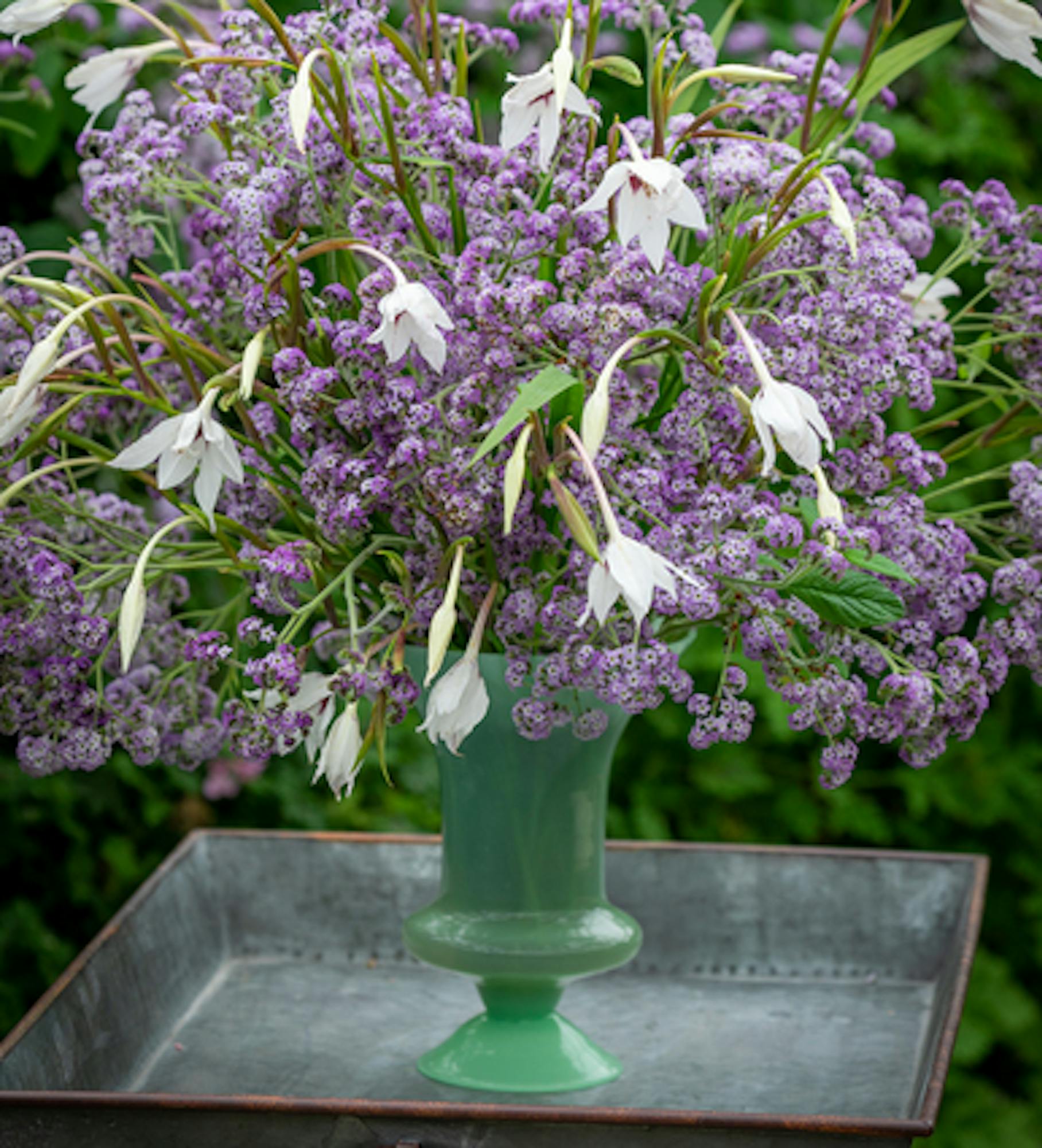 Heliotropium arborescens 'Reva'