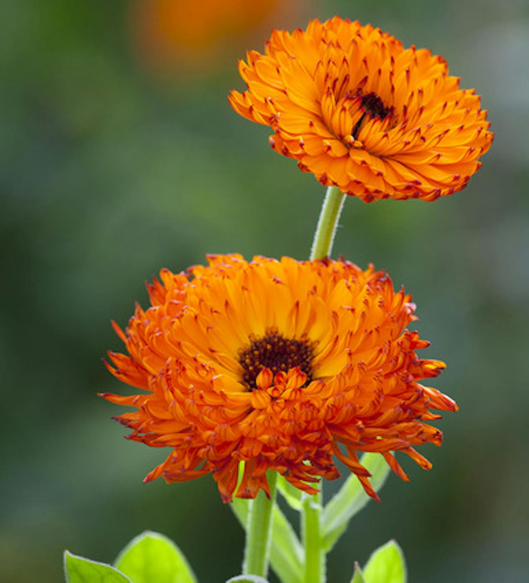 Calendula officinalis 'Neon'