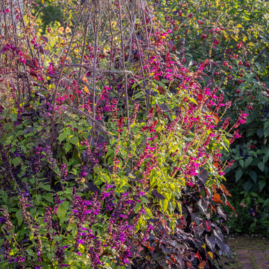 Salvia Sensation Collection