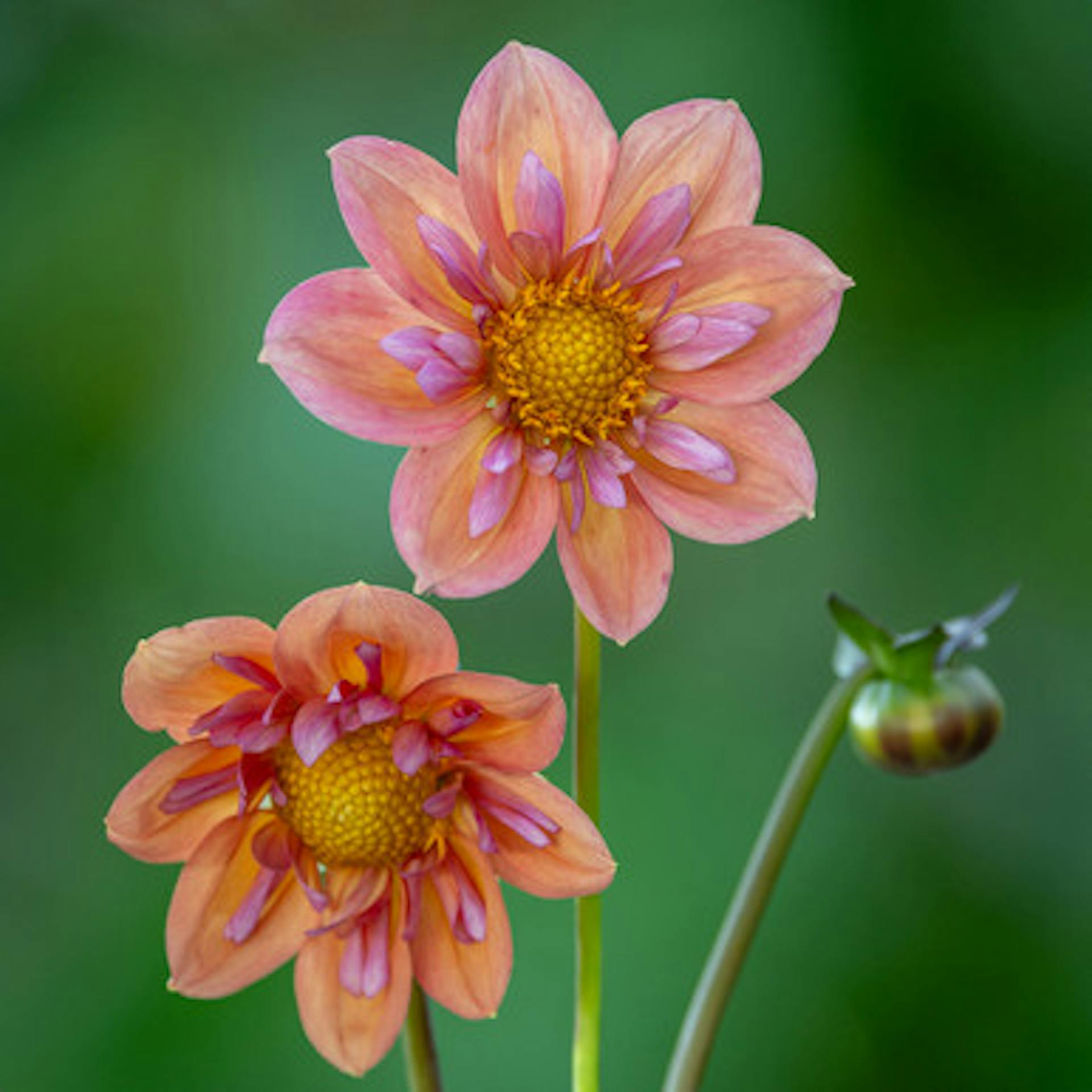 Dahlia 'Strawberry Bon Bon' (Sweet Candy Series)