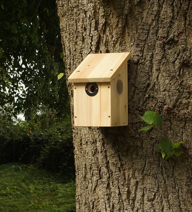 Camera Nest Box