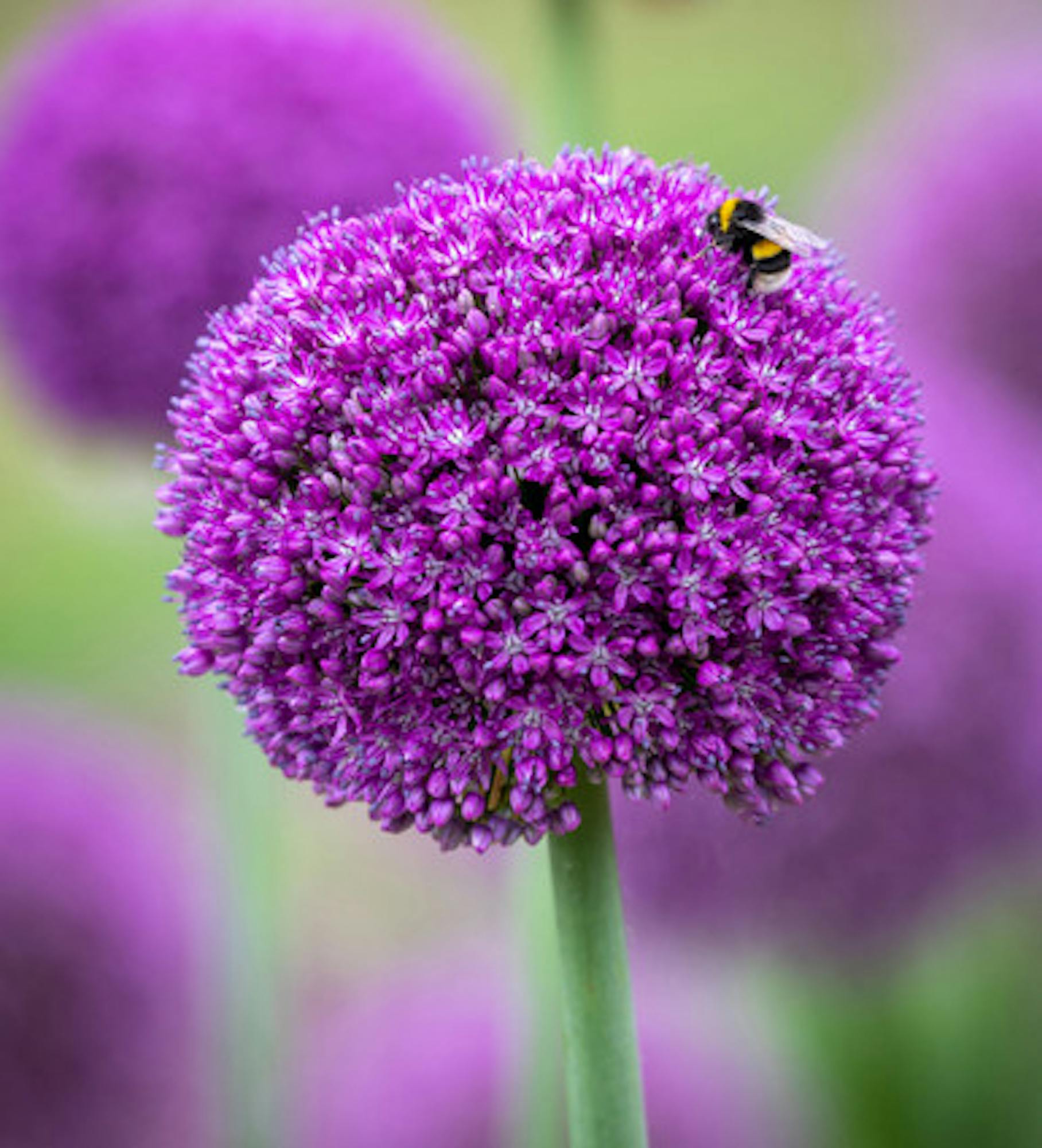 Allium 'Ambassador'