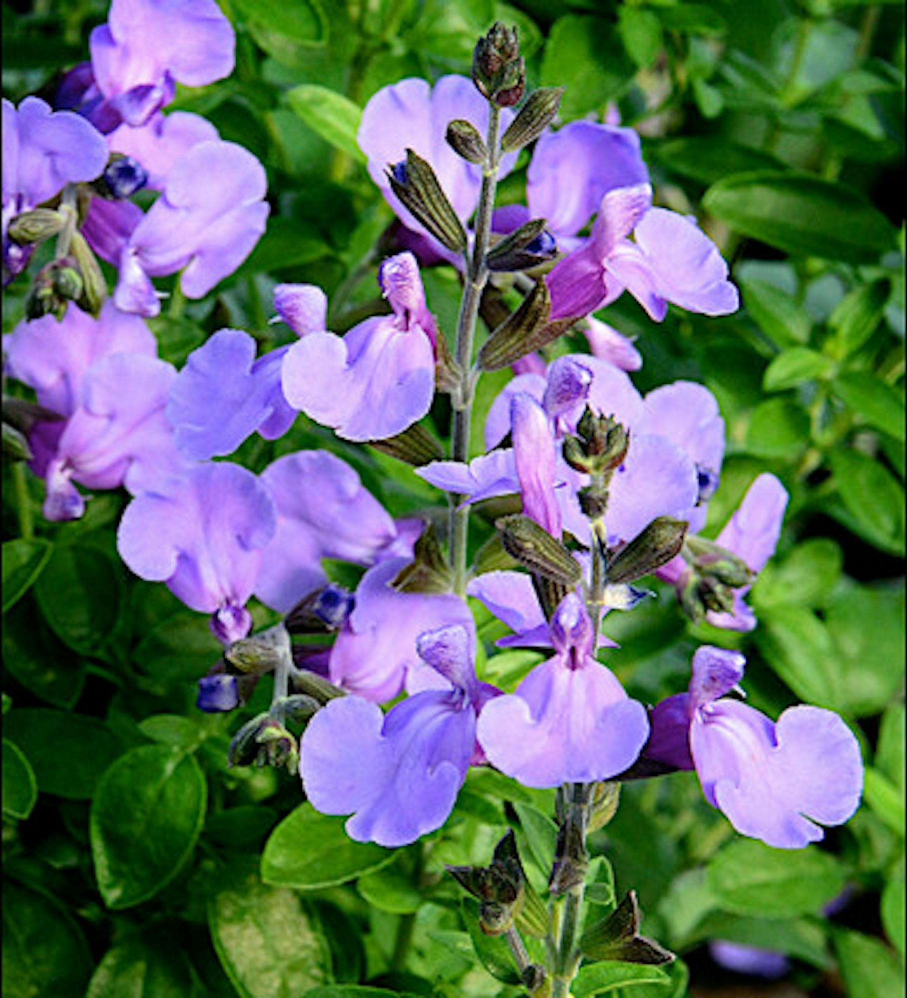 Salvia 'Blue Merced'