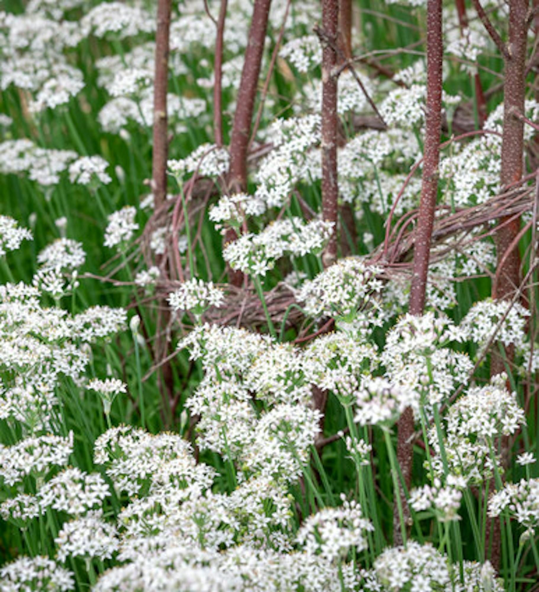 Garlic Chives