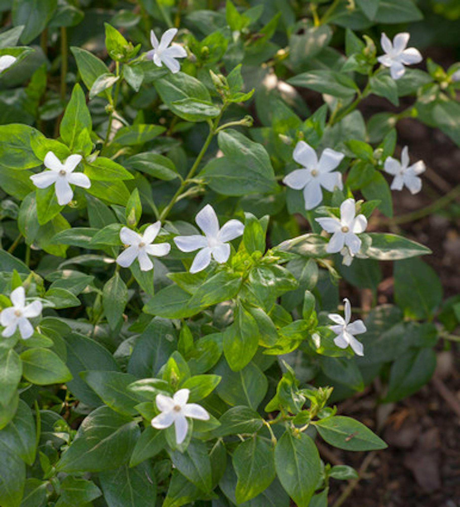 Vinca minor f. alba 'Gertrude Jekyll'