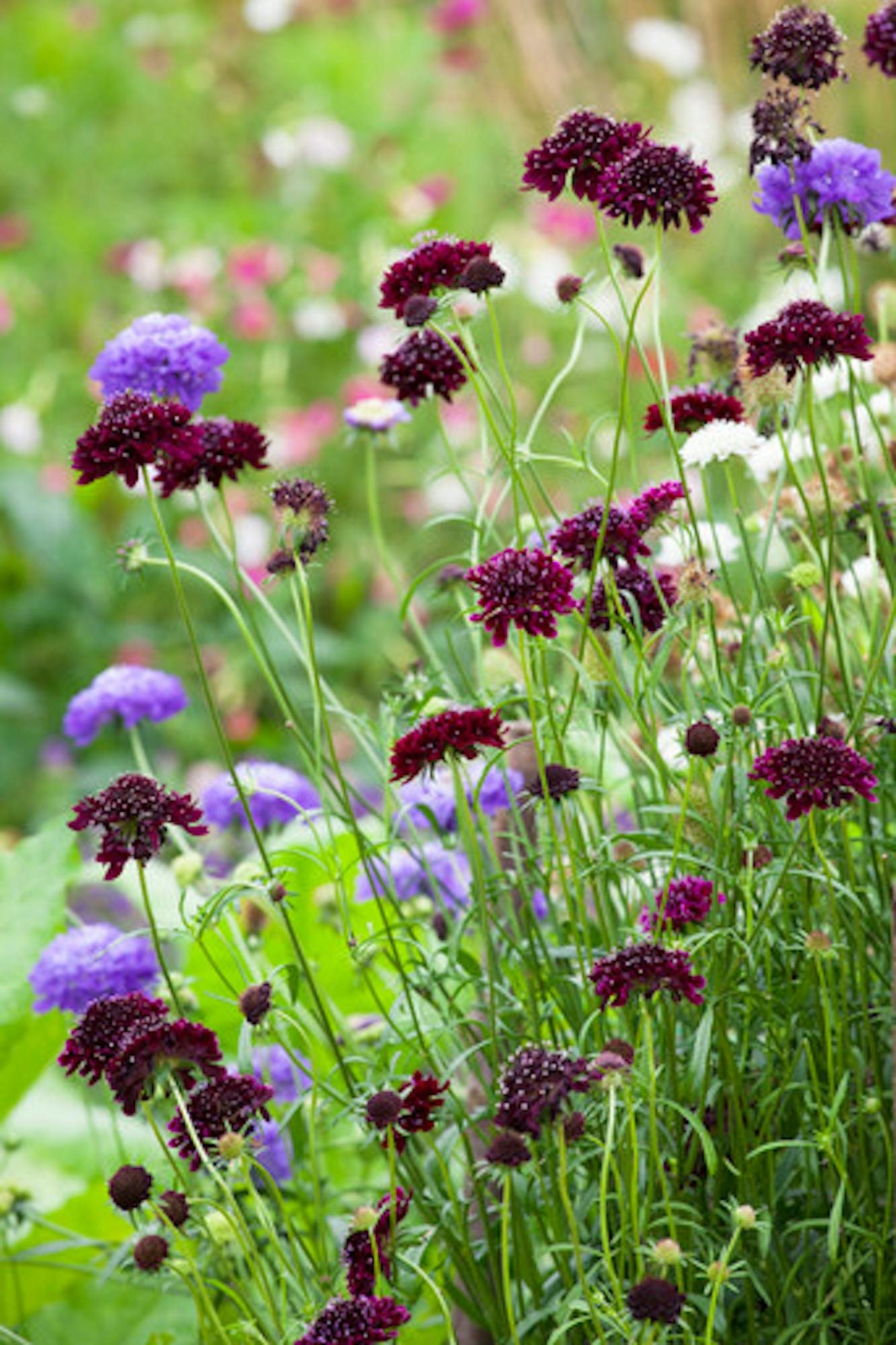 Scabiosa atropurpurea 'Tall Double Mix'