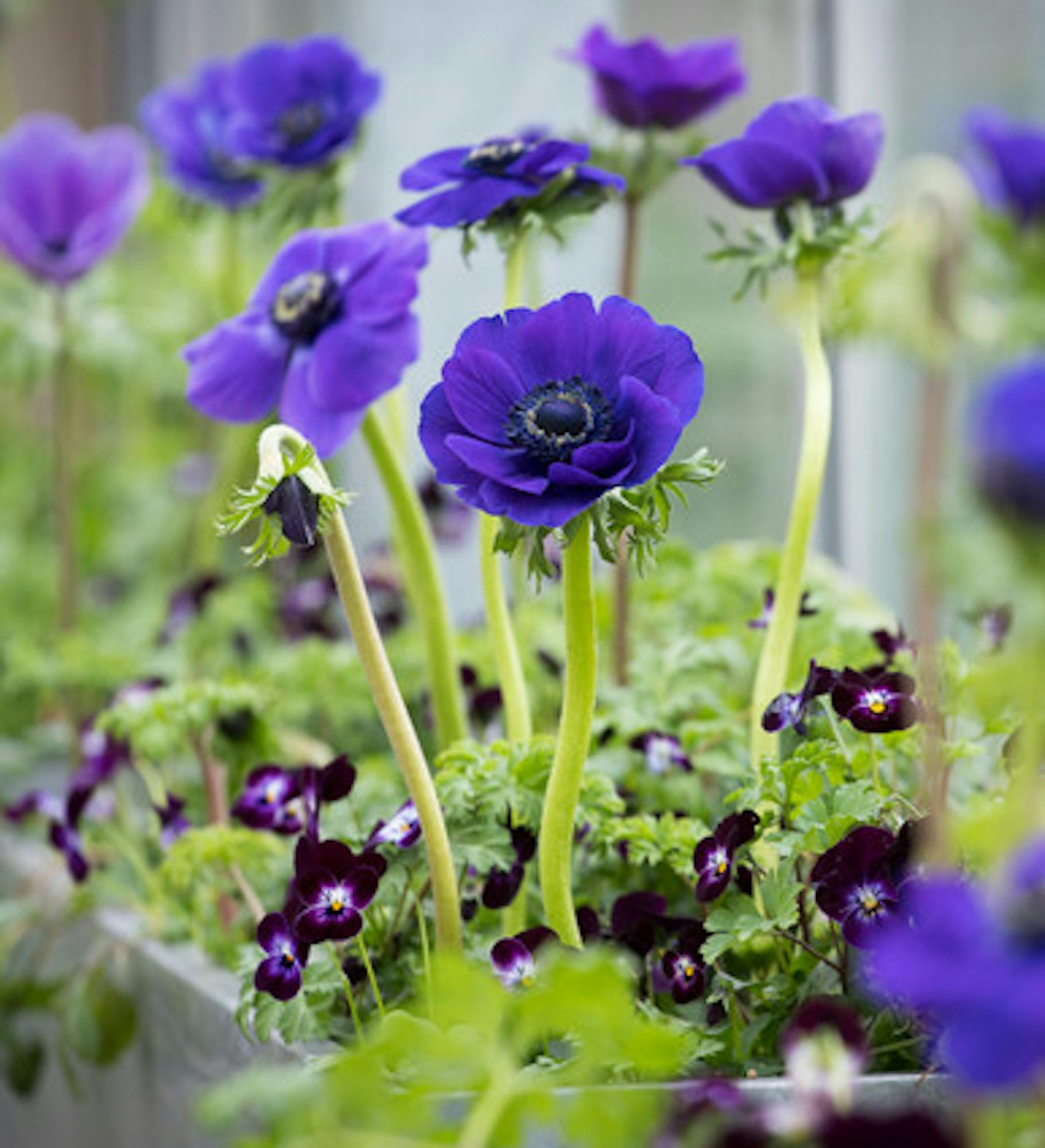 Anemone coronaria 'Jerusalem Blue'