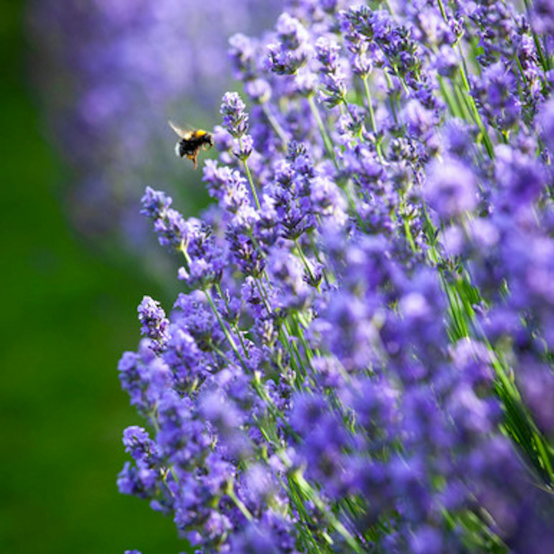 Lavandula angustifolia 'Hidcote'