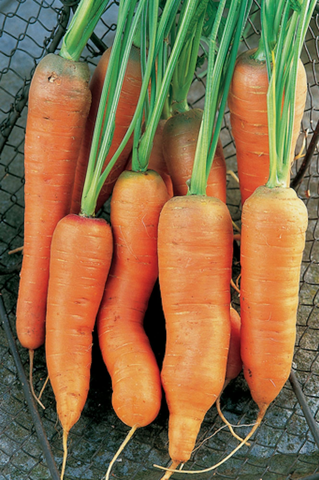 Carrot 'Nantes 5'