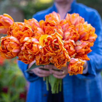 Tulip 'Orange Princess'