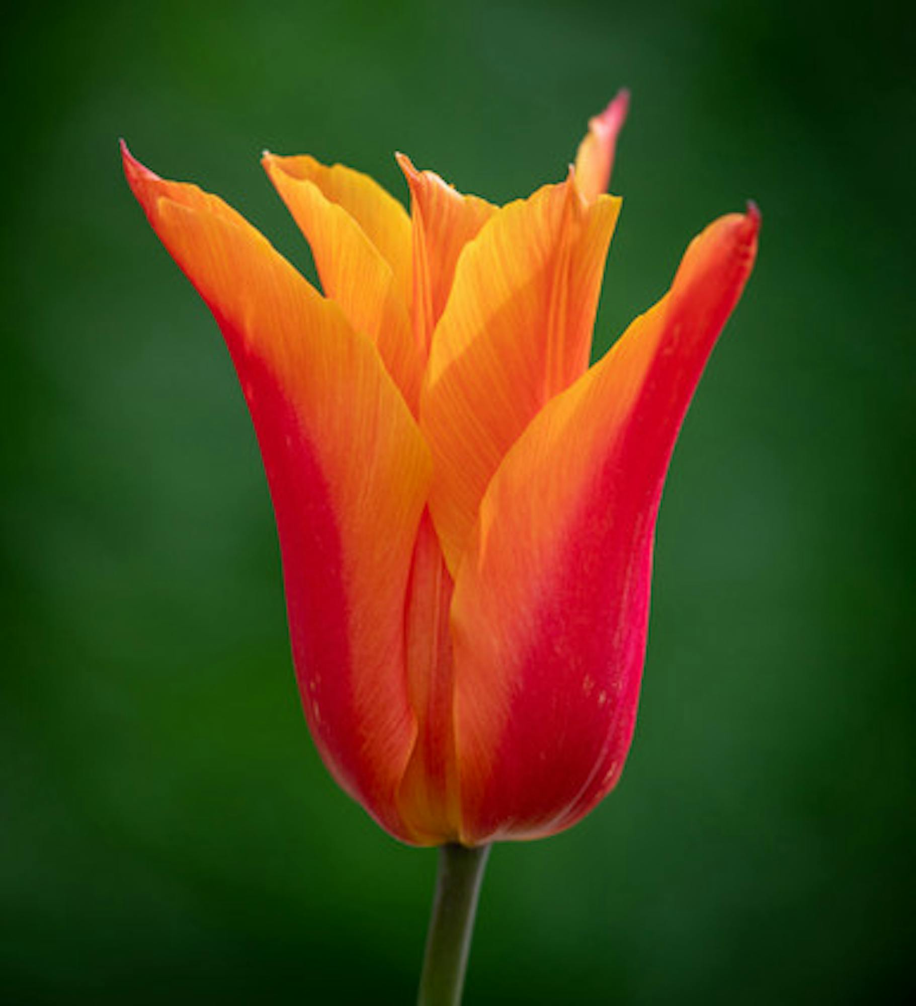 Tulip 'Ballerina'