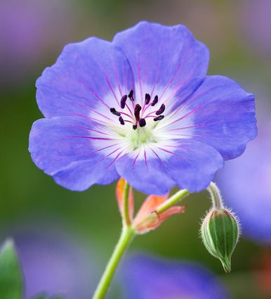 Geranium 'Rozanne'