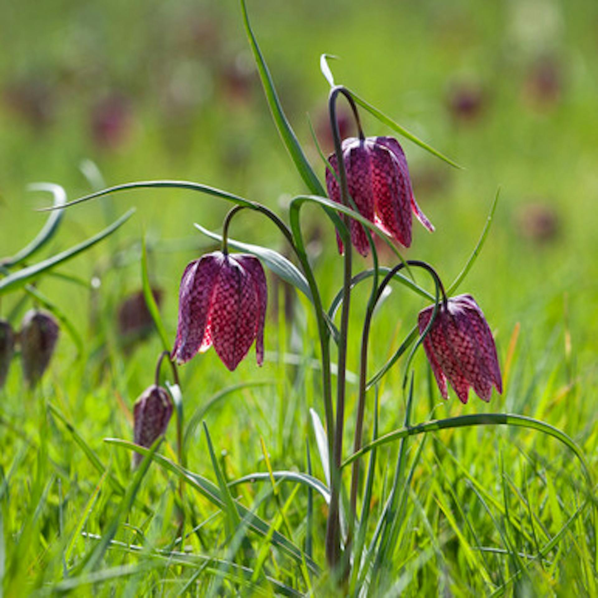 Fritillaria meleagris