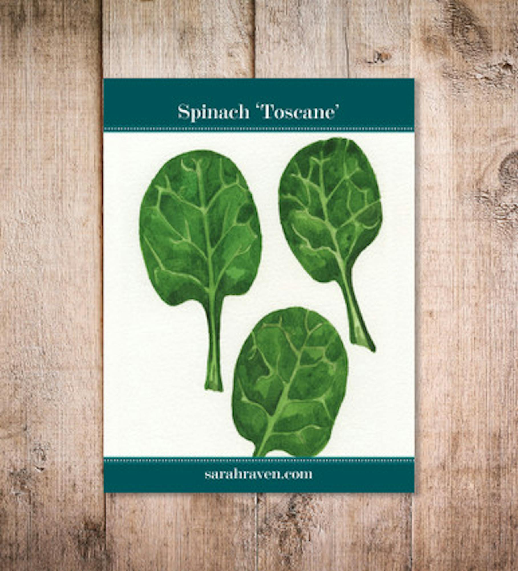 Spinach 'Toscane'