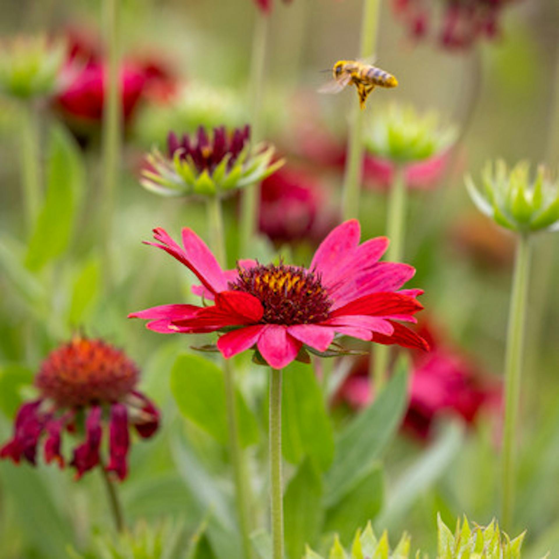 Gaillardia × grandiflora 'Burgunder'