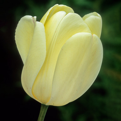Tulip 'Ivory Floradale'