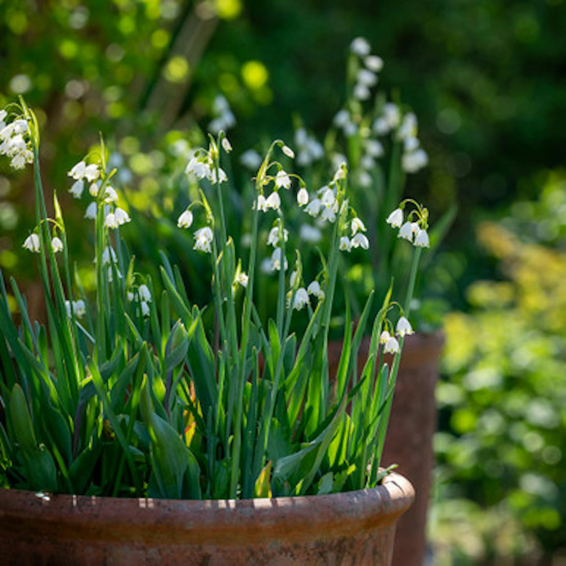 Leucojum aestivum 'Gravetye Giant'