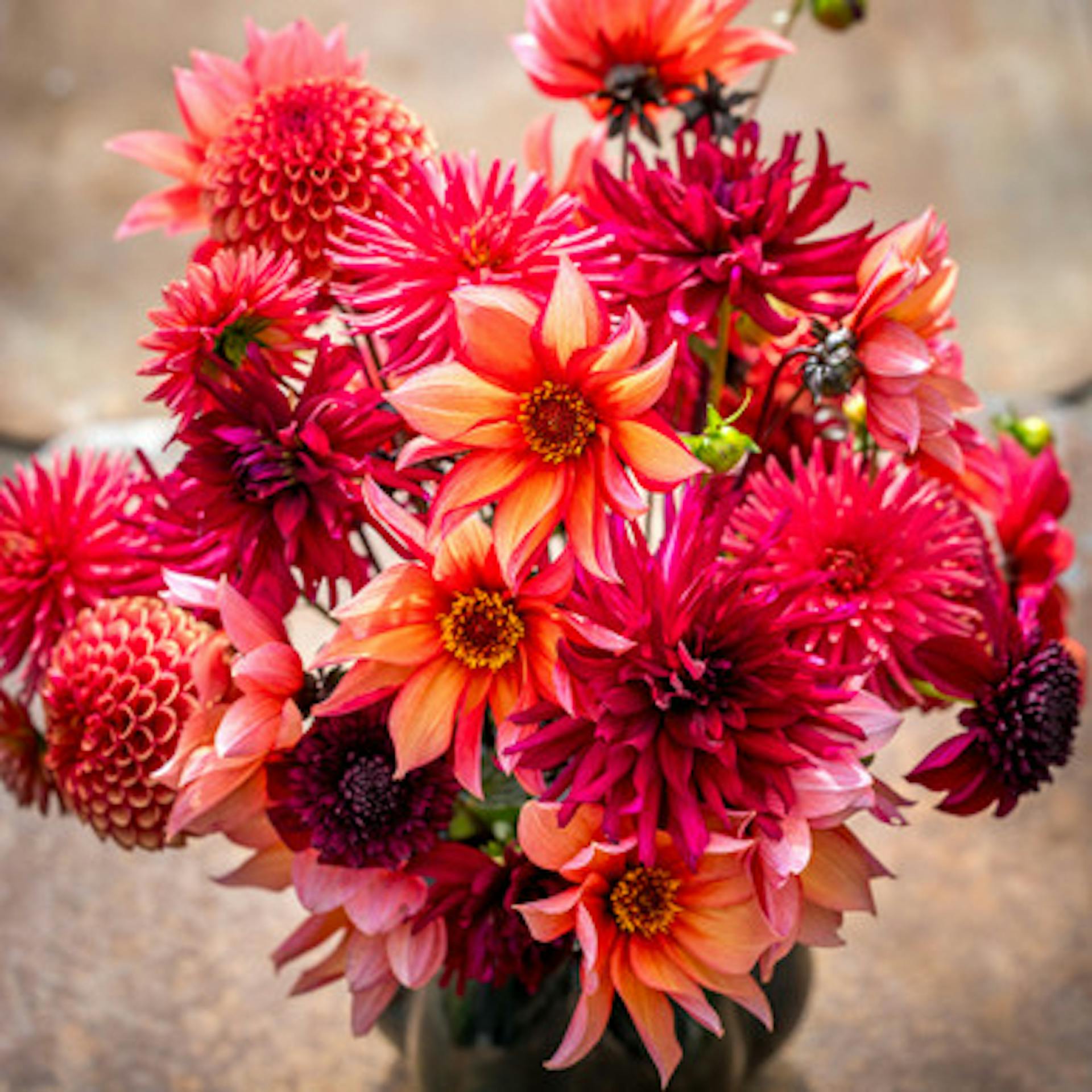 Jemima's Dahlia Collection