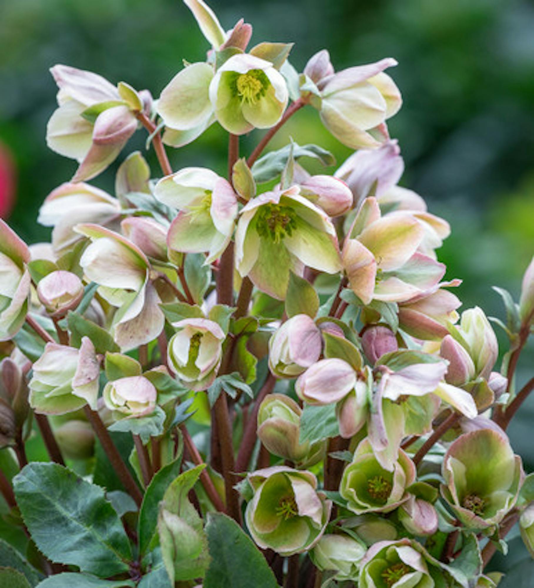 Helleborus x ericsmithii 'Ivory Prince'