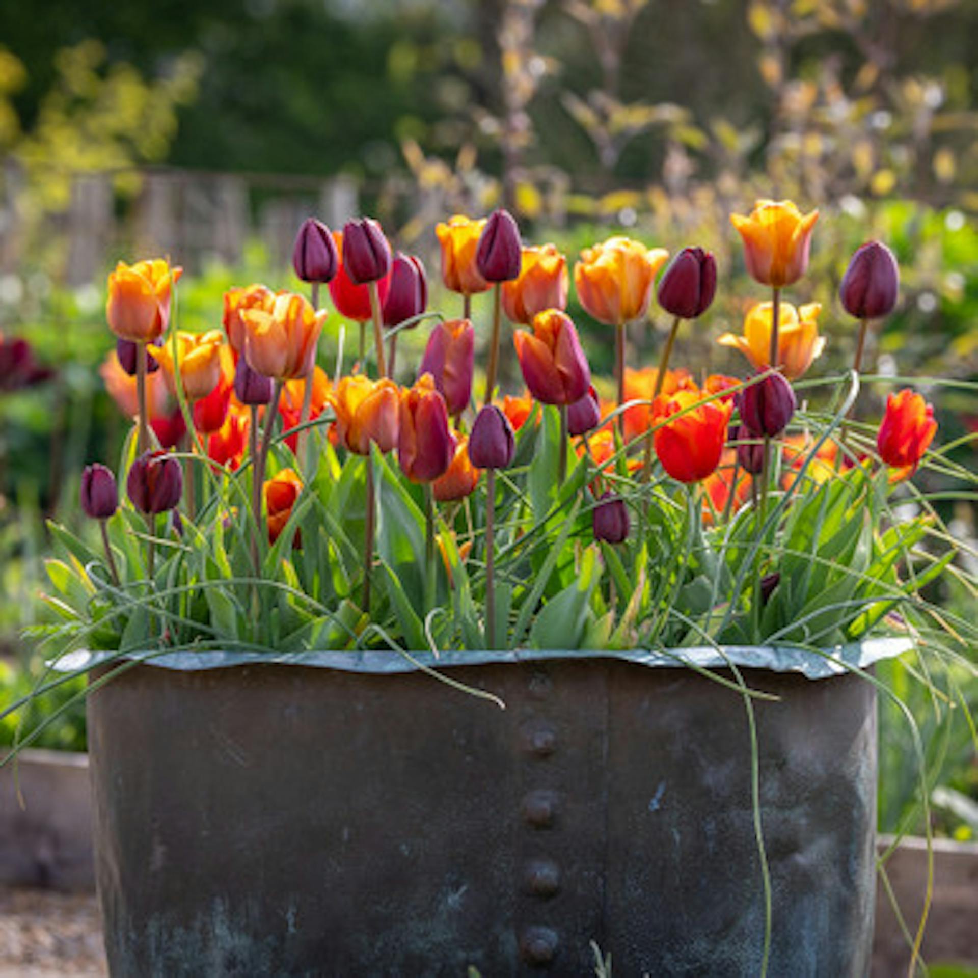 Chocolate Orange Tulip Collection