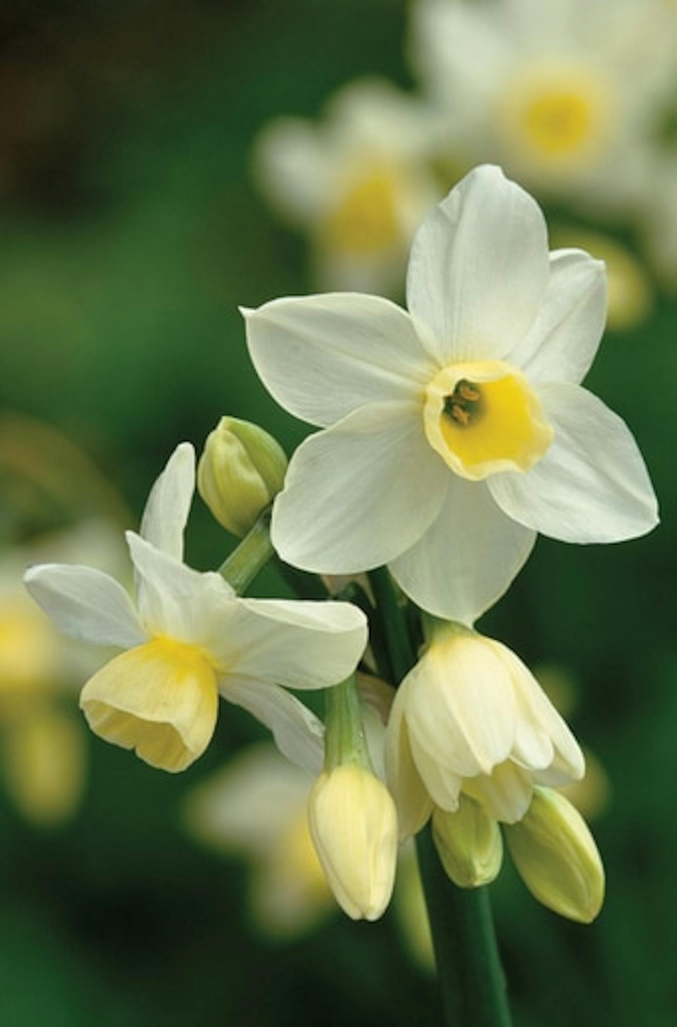 Narcissus 'Silver Chimes'