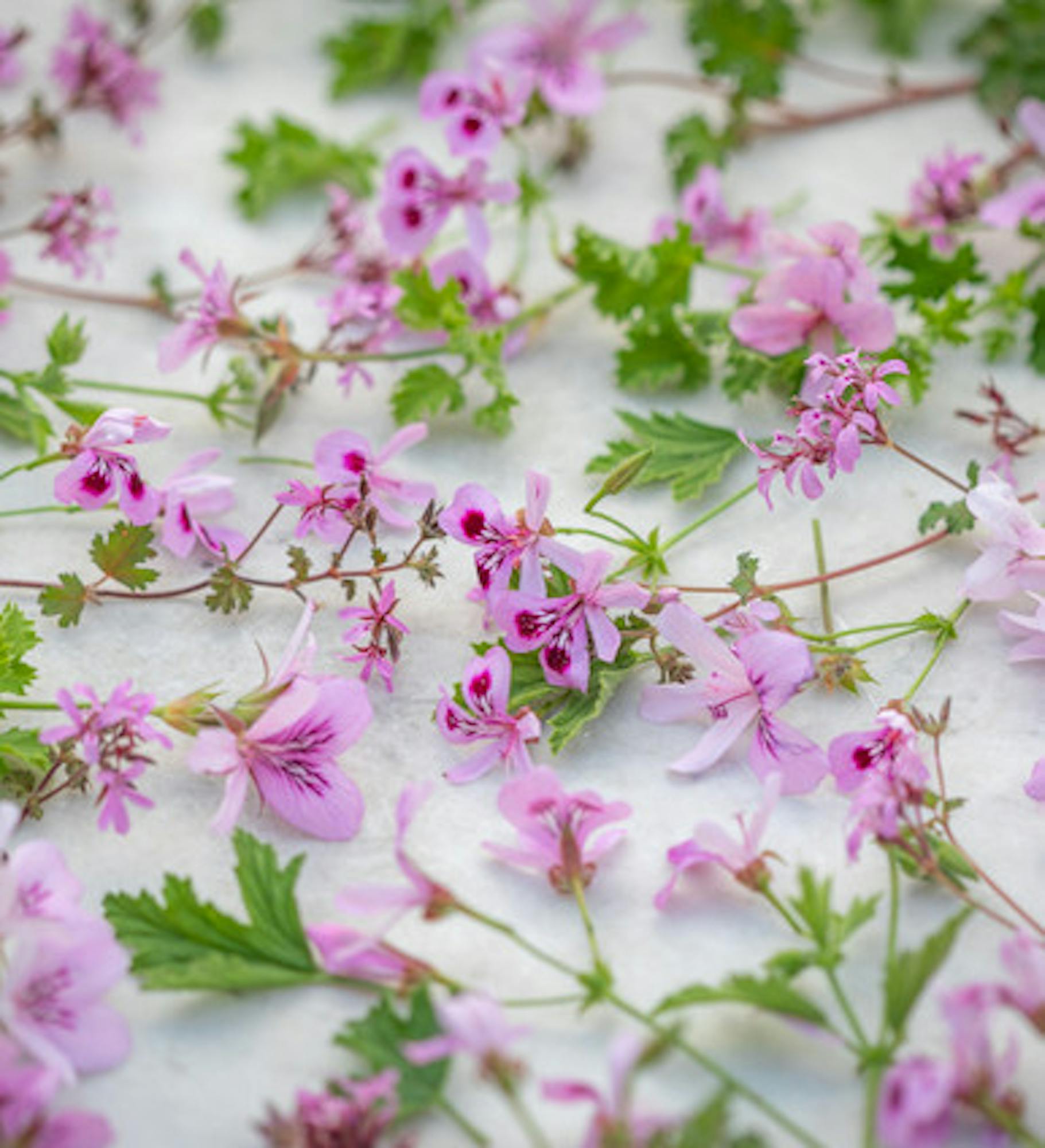 Pelargonium 'Deerwood Lavender Lass' (Scented)