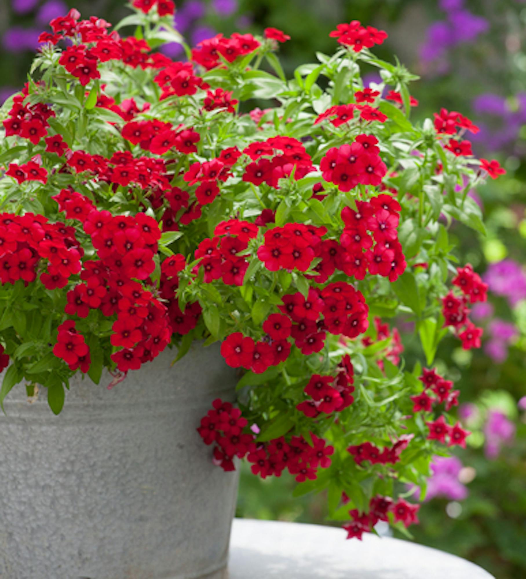 Phlox drummondii '21st Century Crimson' F1