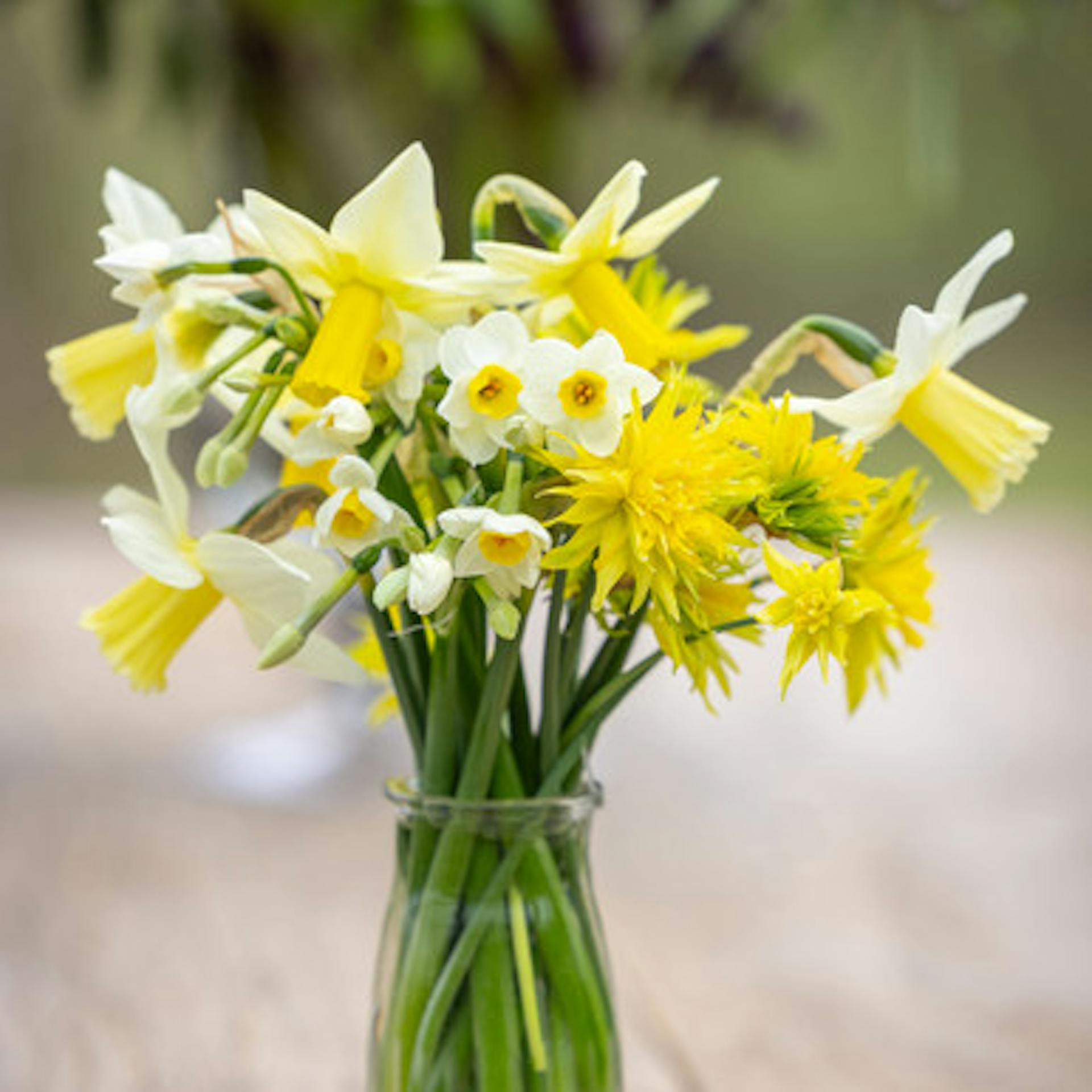 Bring Spring Early Narcissus Collection