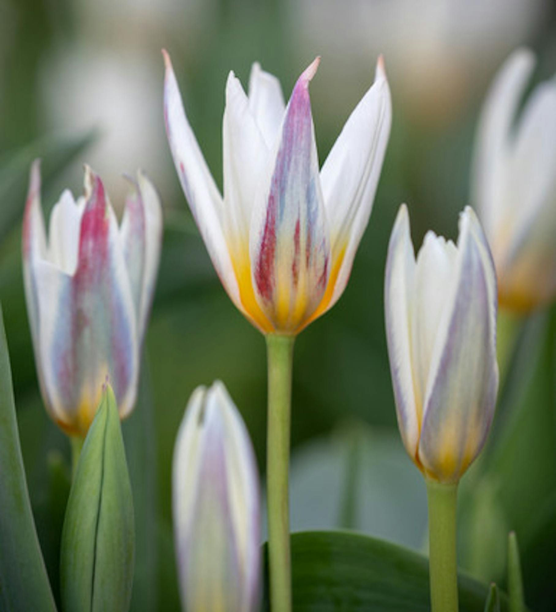 Tulip 'Ice Stick'