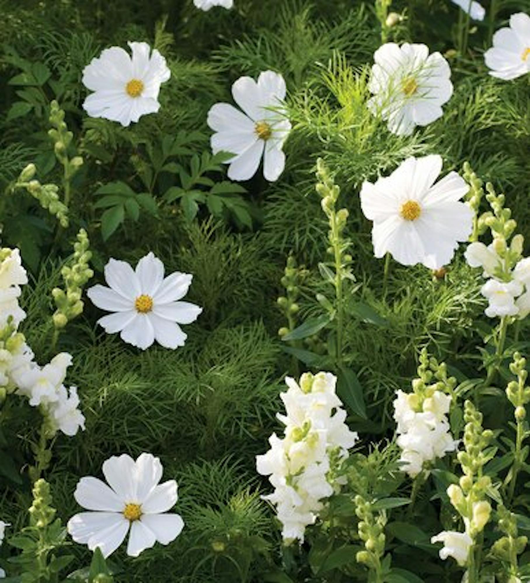 Cosmos bipinnatus 'Purity'