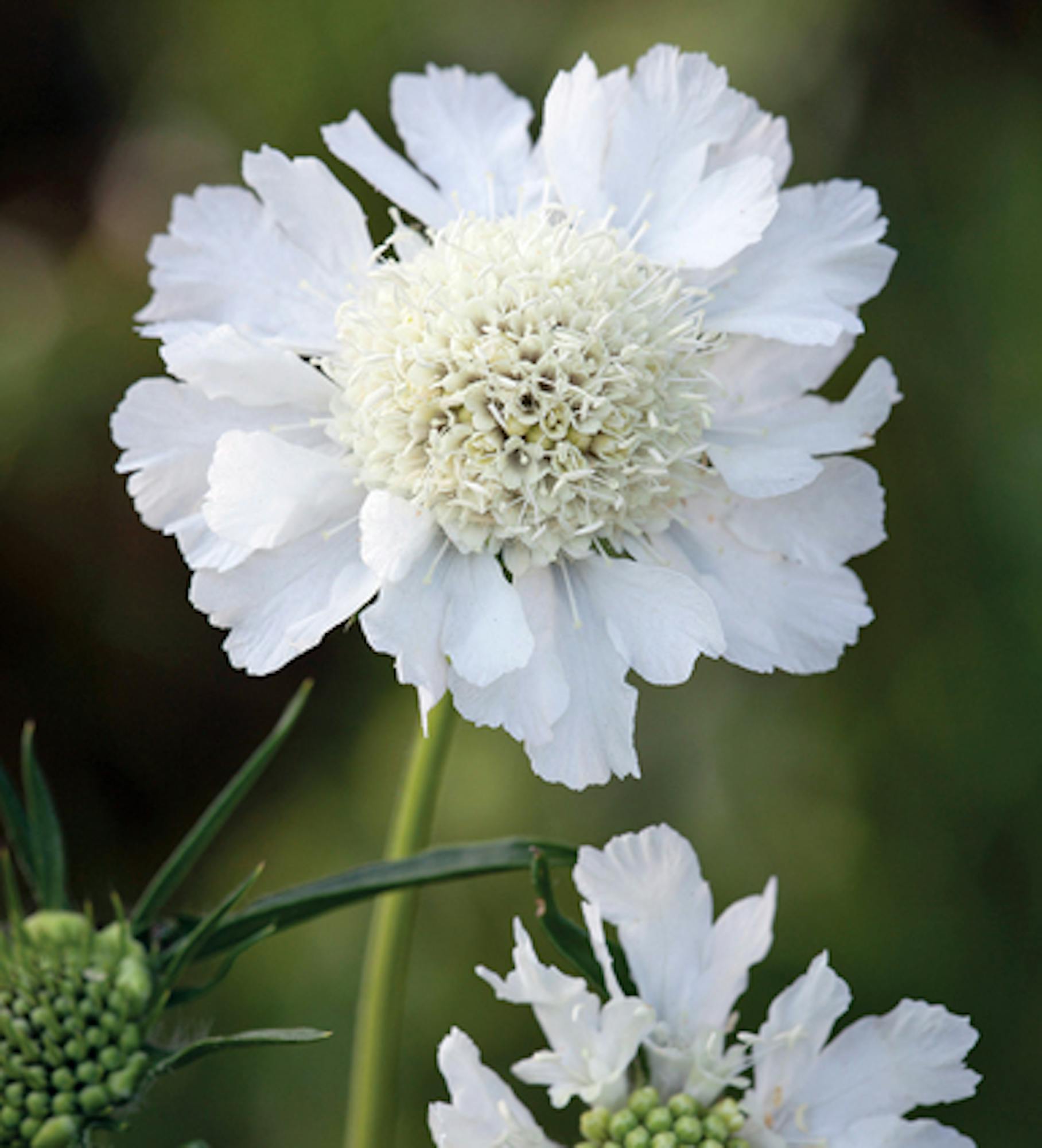 Scabiosa caucasica 'Perfecta Alba'