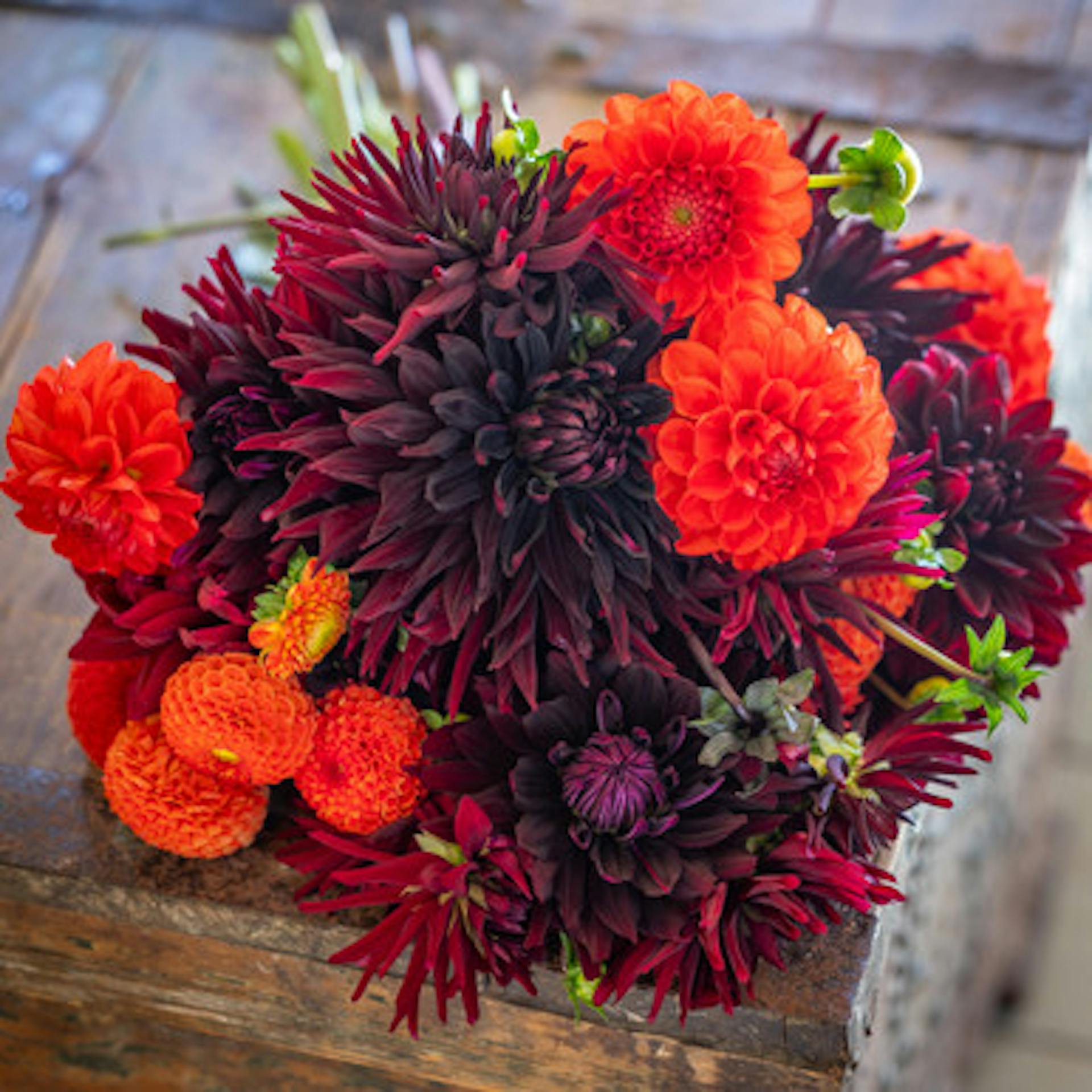 Johnnie Boden's Dahlia Collection