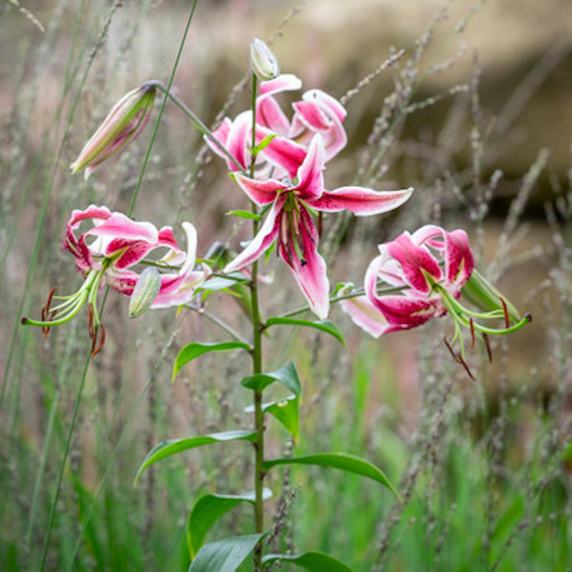 Lilium 'Black Beauty'