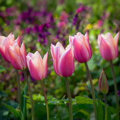 Tulip 'Sanne'
