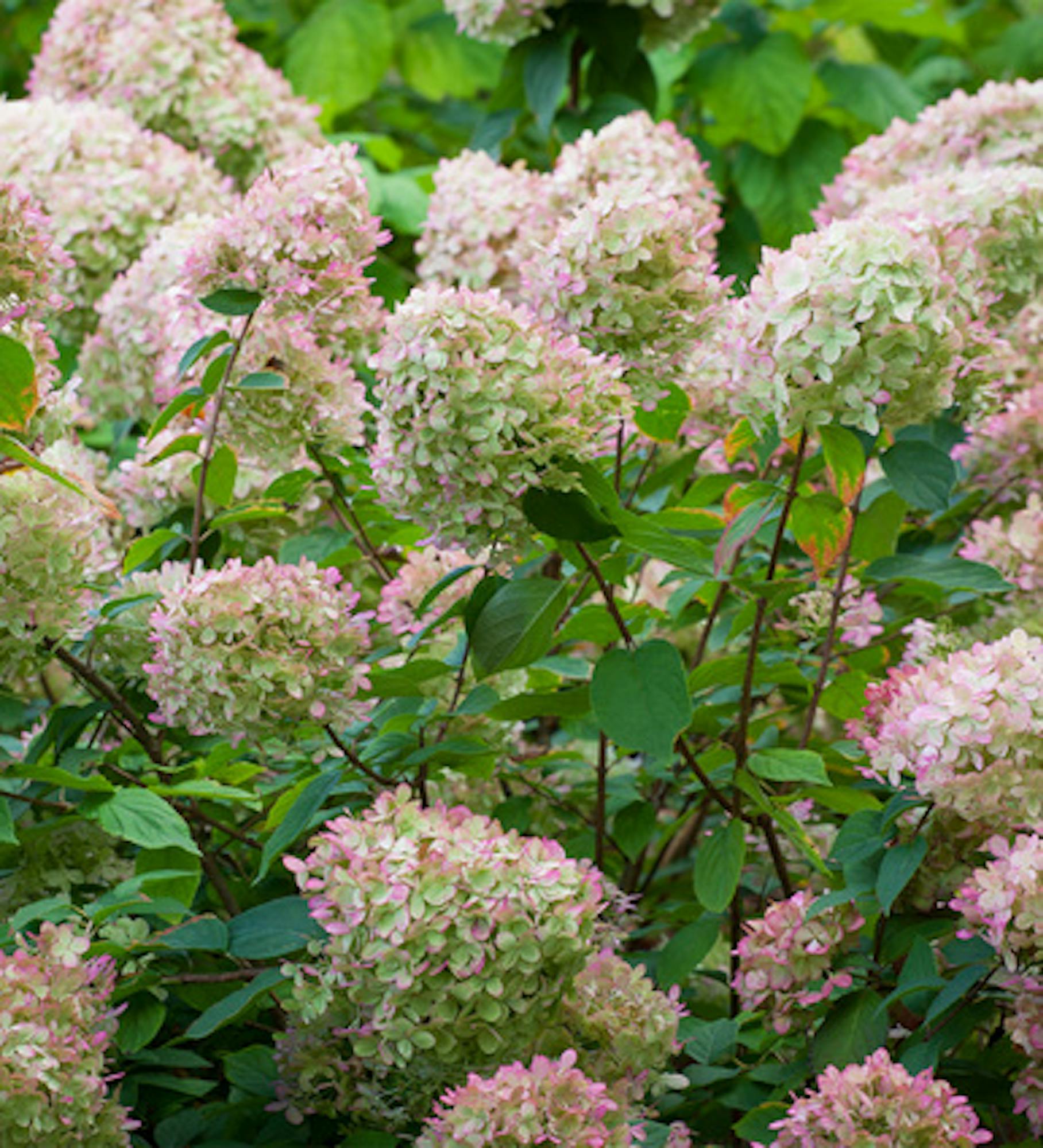 Hydrangea paniculata 'Limelight'