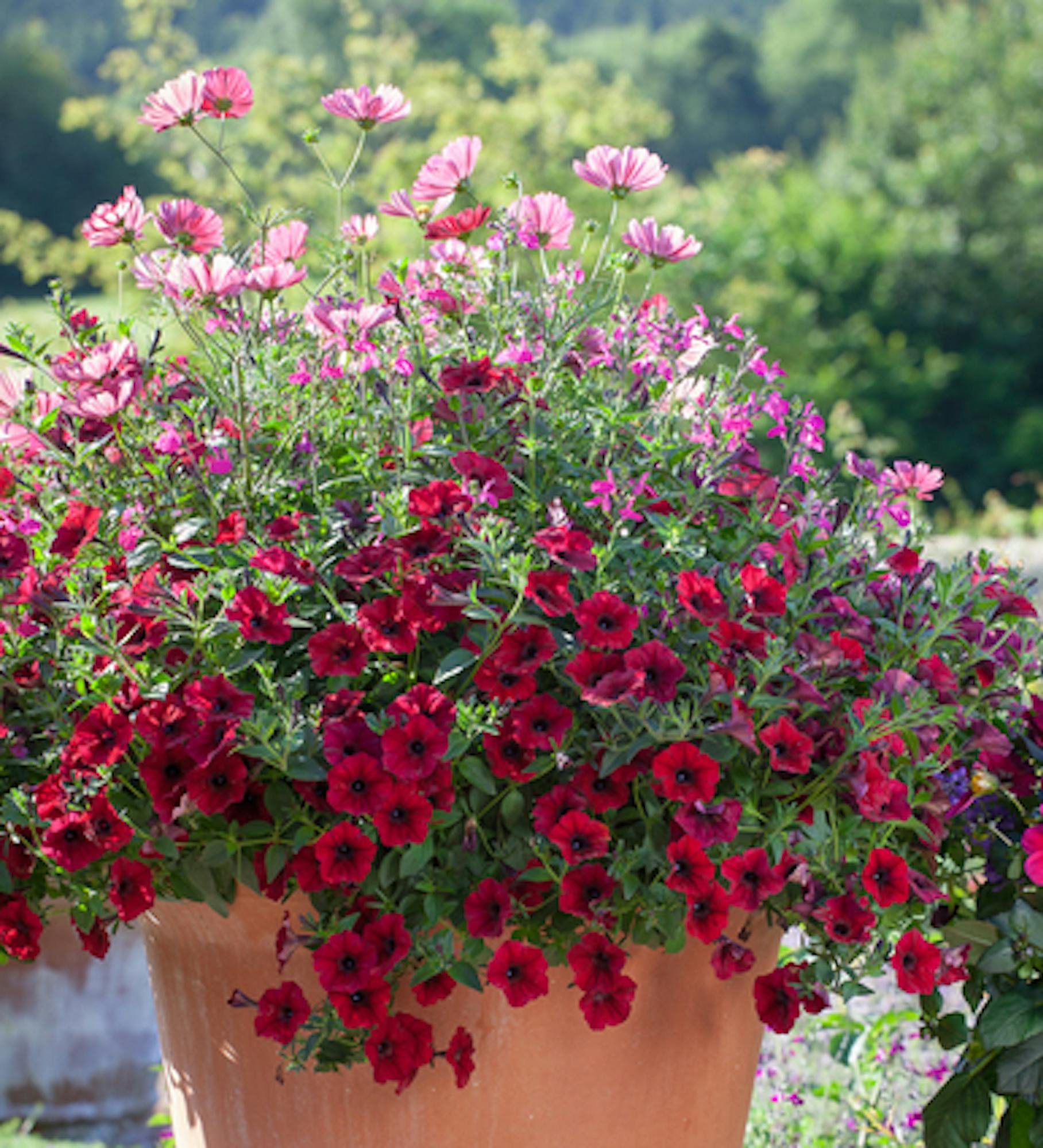 Crimson Silk Pot Collection