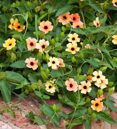 Thunbergia alata 'African Sunset'
