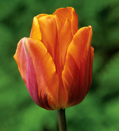 Tulip 'Prinses Irene'